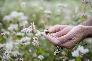 Dr.Schär presenta i risultati della ricerca Re-Cereal 